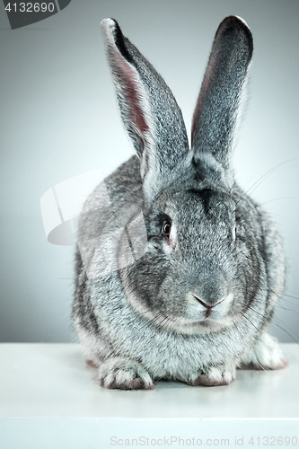 Image of European rabbit or common rabbit, 2 months old, Oryctolagus cuniculus against gray background