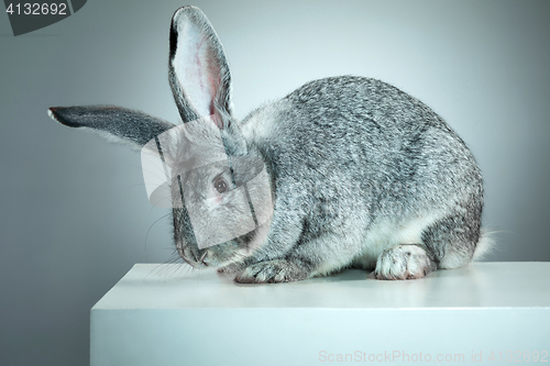 Image of European rabbit or common rabbit, 2 months old, Oryctolagus cuniculus against gray background