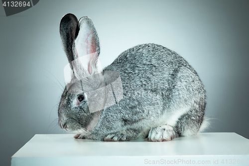 Image of European rabbit or common rabbit, 2 months old, Oryctolagus cuniculus against gray background