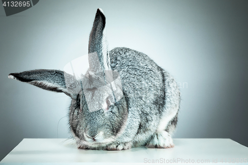 Image of European rabbit or common rabbit, 2 months old, Oryctolagus cuniculus against gray background