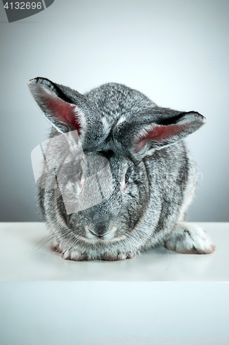 Image of European rabbit or common rabbit, 2 months old, Oryctolagus cuniculus against gray background