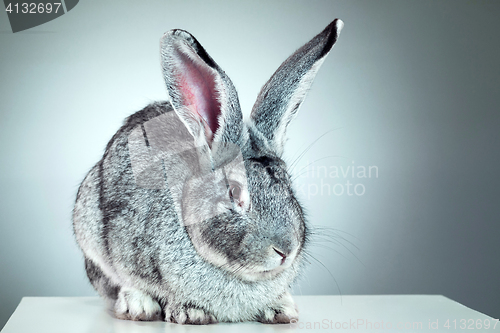 Image of European rabbit or common rabbit, 2 months old, Oryctolagus cuniculus against gray background