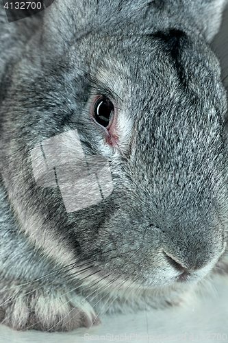 Image of European rabbit or common rabbit, 2 months old, Oryctolagus cuniculus against gray background