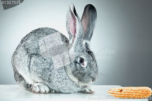 Image of European rabbit or common rabbit, 2 months old, Oryctolagus cuniculus