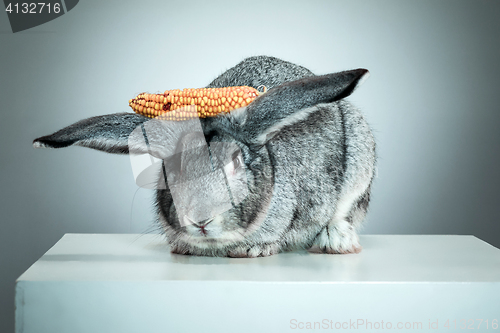 Image of European rabbit or common rabbit, 2 months old, Oryctolagus cuniculus