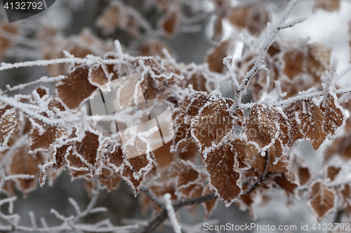 Image of Frozen tree branch with autumn leaves