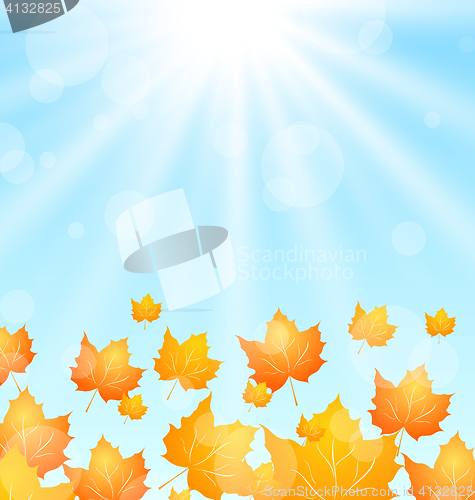 Image of Autumn Flying Maples in Blue Sky