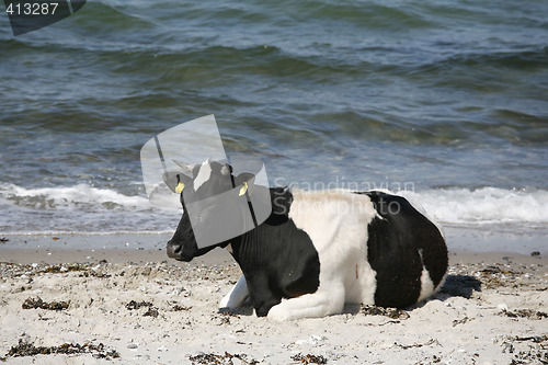 Image of Cow by the sea