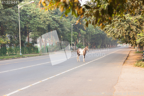Image of Horse on the street