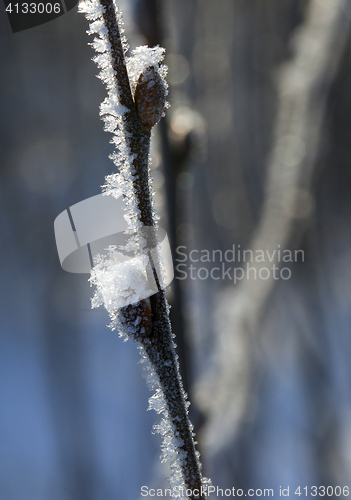 Image of Frosty twig with buds