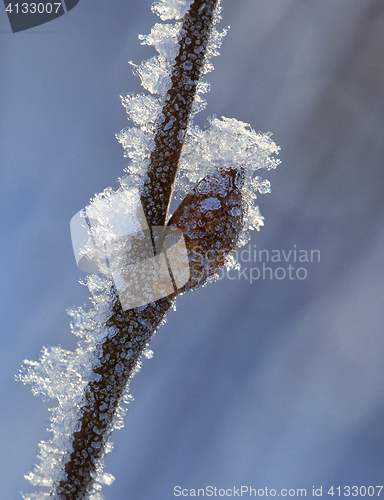 Image of Frosty twig with buds