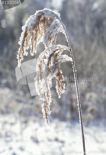 Image of Frozen blade of grass