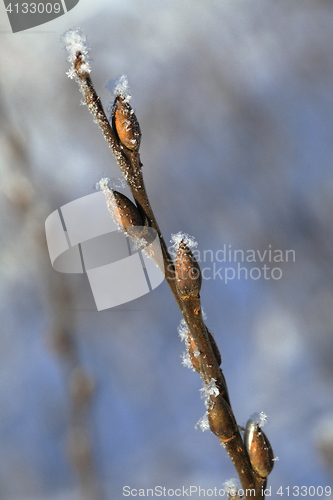 Image of Frosty twig with buds