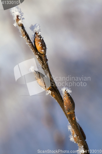 Image of Frosty twig with buds