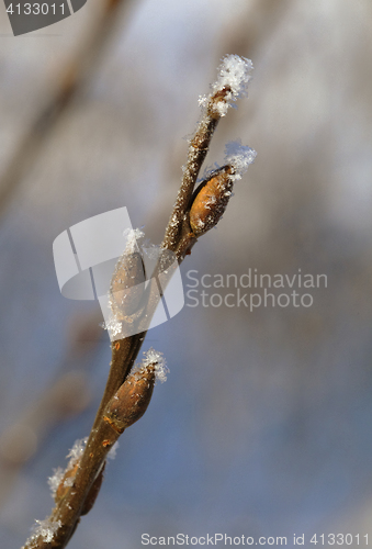 Image of Frosty twig with buds