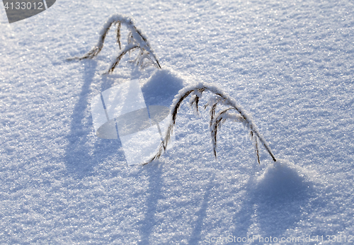 Image of Grass in the snow