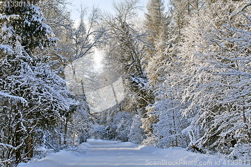 Image of Winter alley on a sunny day