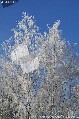 Image of Birch covered with frost