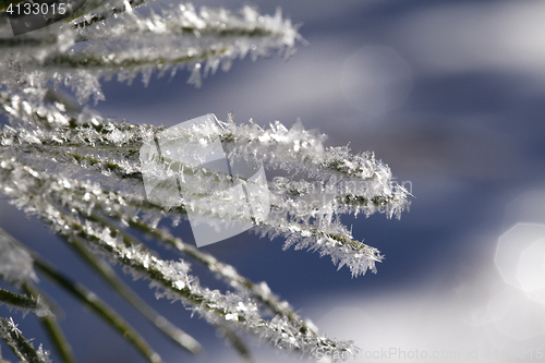Image of Fir tree branch with frost