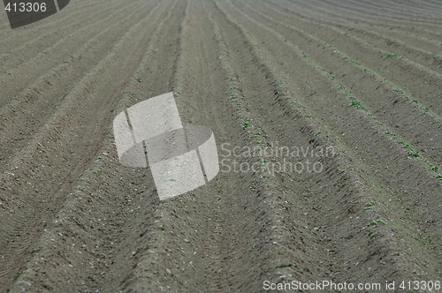 Image of drills of spuds