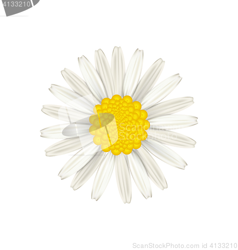 Image of Camomile flower isolated on white background