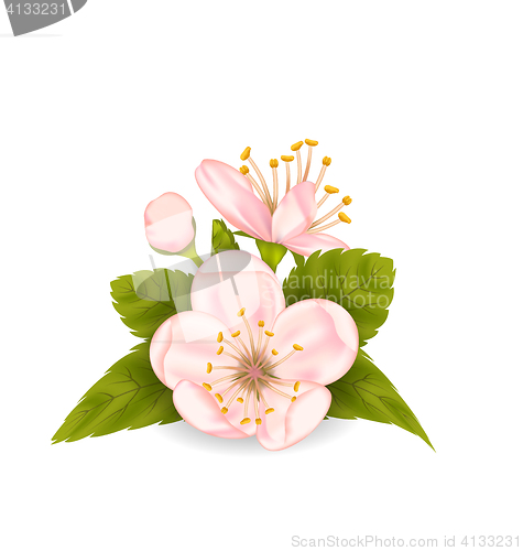 Image of Cherry Blossom with Leaves Isolated on White Background