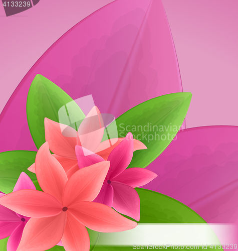 Image of Illustration pink and red frangipani (plumeria), exotic flowers 