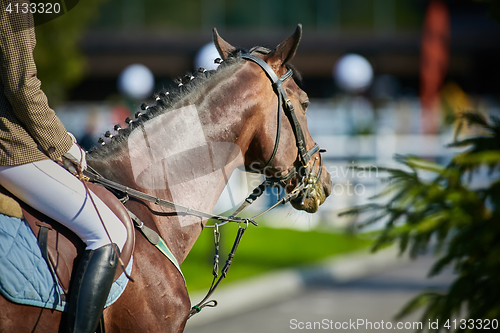 Image of The Equestrian Sports