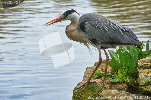 Image of Heron on the Rock