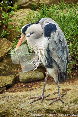 Image of Heron on the Rock