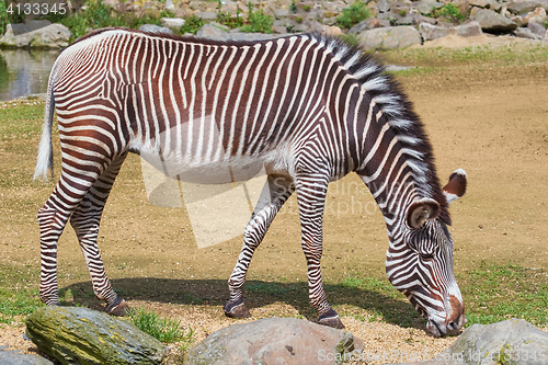 Image of Zebra (Equus Quagga)