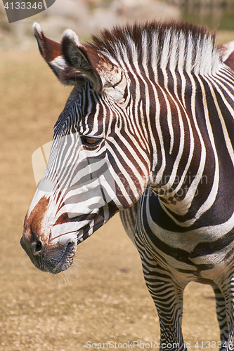 Image of Portrait of Zebra