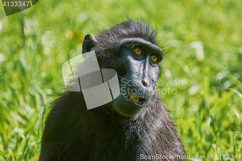 Image of Celebes Crested Macaque