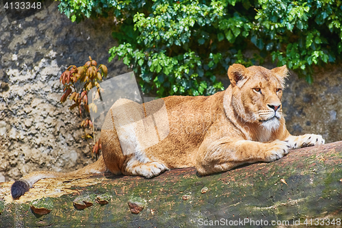 Image of Lioness on Trunk