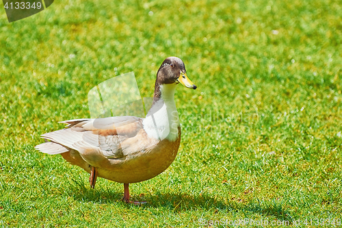 Image of Duck on the Grass