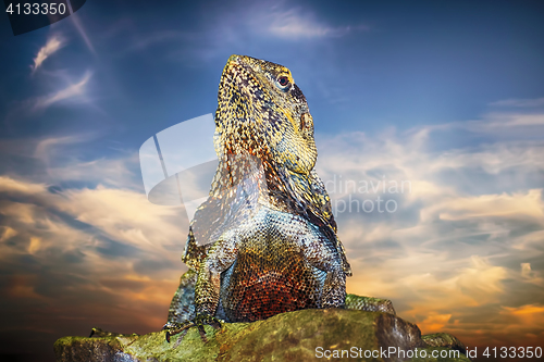 Image of Guatemalan Spiny-tailed Iguana