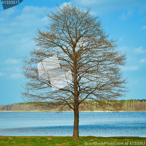 Image of Bare Tree on the Bank
