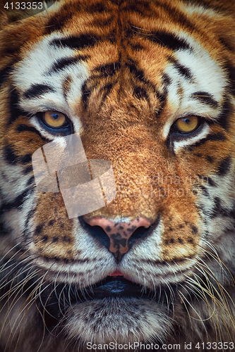 Image of Portrait of Tiger