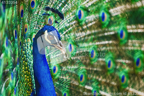 Image of Portrait Of Peacock