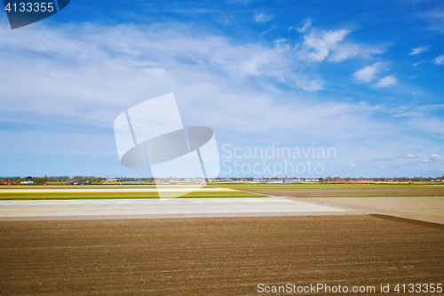 Image of Harvested Fields of Tulips