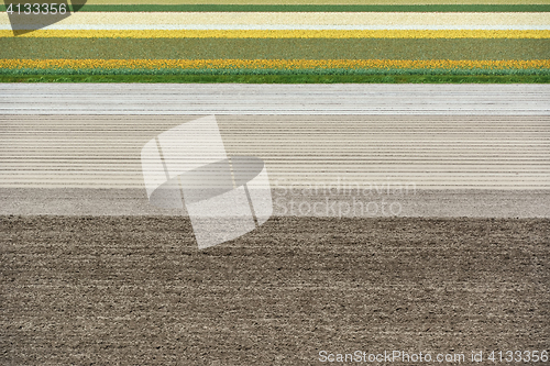Image of Fields in Netherlands