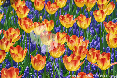 Image of Tulips