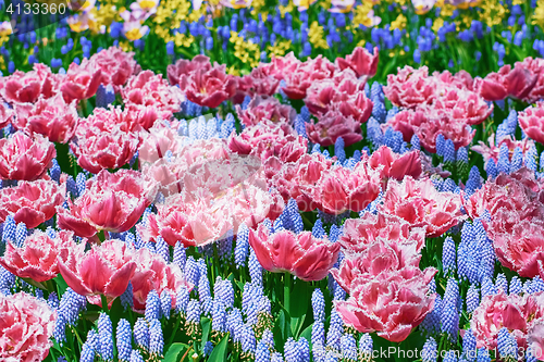 Image of Fringed Tulips Flowerbed