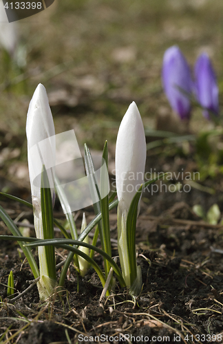 Image of Crocus flowers in spring