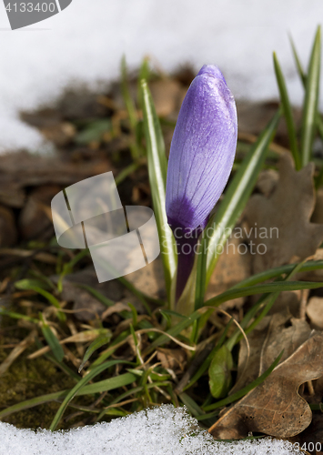 Image of Crocus flower in the snow