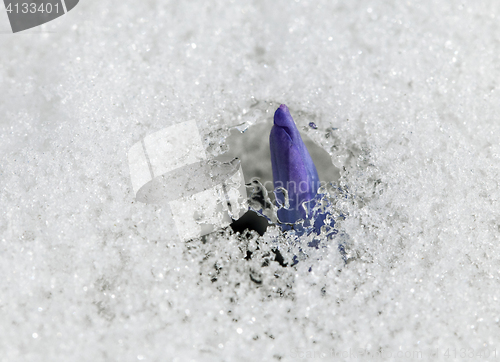 Image of Crocus flower in the snow