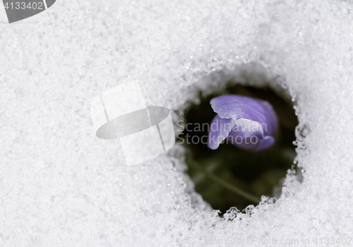 Image of Crocus flower in the snow