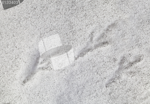 Image of Bird footprints on the snow