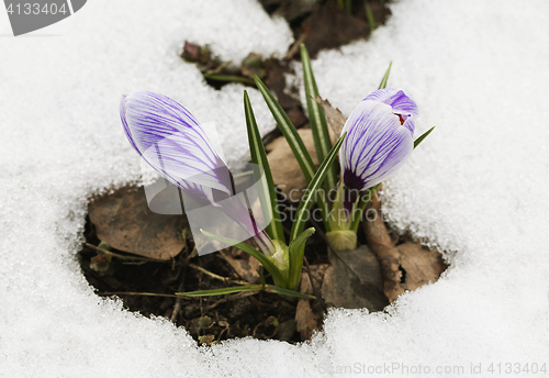 Image of Crocus flower in the snow