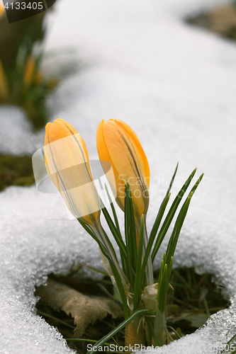 Image of Crocus flower in the snow